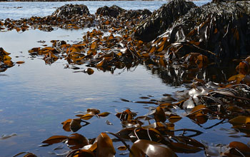 Kombu (Laminaria Digitata) extracts 20 liters